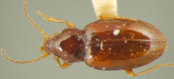 Media type: image;   Entomology 33059 Aspect: habitus dorsal view